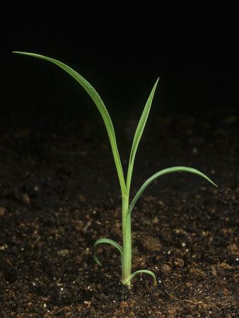 'Barnyard Grass Seedling (Echinochloa Crus-Galli)' Photographic Print