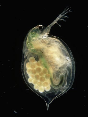 daphnia magna y pasteuria ramosa Nigel-cattlin-female-gravid-water-flea-daphnia-magna-with-eggs-clearly-visible_a-G-6015101-14258389