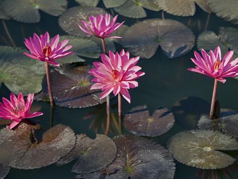 Burma, Sittwe, Beautiful Lotus Flowers Bloom in Rainwater Pond on ...