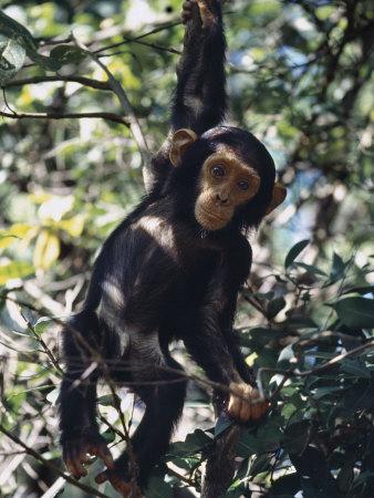 'Monkey Hanging from a Tree Branch' Photographic Print - Nigel Pavitt