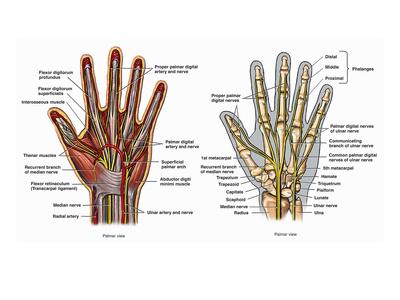'Illustration of the Anatomy of the Hand' Giclee Print - Nucleus