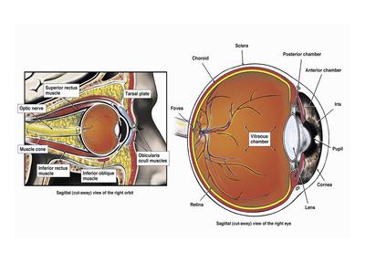 Illustration of the Normal Anatomy of the Human Eye and Orbit from a