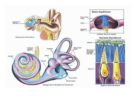 Illustration of the Normal Anatomy of the Human Inner Ear Enlarged View
