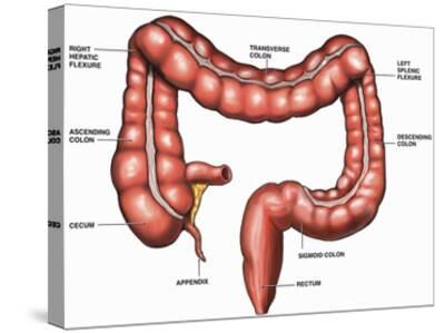 'This Illustration Depicts the Anatomy of the Large ...