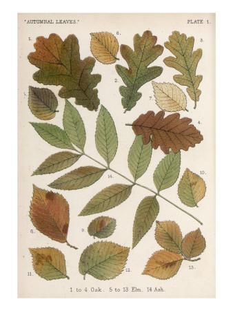 'Oak, Elm and Ash Tree Leaves' Giclee Print - | AllPosters.com
