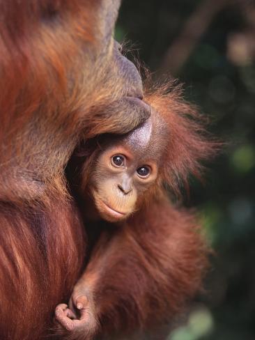  Orangutan Kissing  Baby Photographic Print AllPosters co uk
