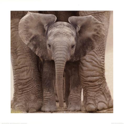 Orejas grandes Láminas en AllPosters.es