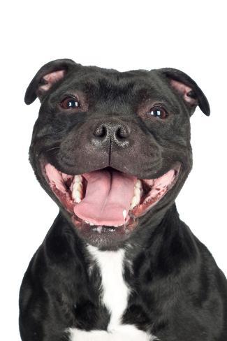 Staffordshire Bull Terrier Dog Photographic Print By Ots Photo At Staffordshire Bull Terrier Dog