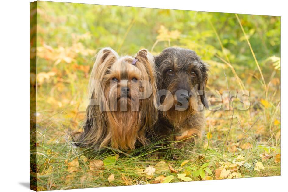 Dog Portrait Of Yorkshire Terrier And Wire Haired Dachshund