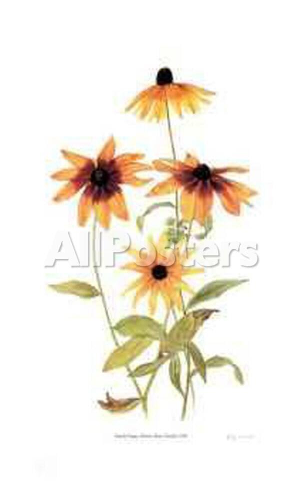 allposters com