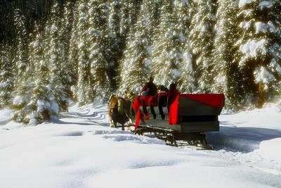 'Two people riding sleigh pulled by horses near evergreen ...