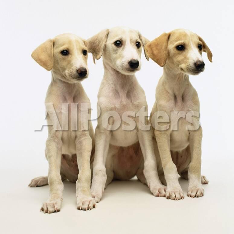 Whippet Lurcher Cross Breeds Photographic Print By Pat Doyle At
