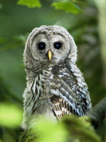 Juvenile Barred Owl, Strix Varia, Stanley Park, British Columbia ...