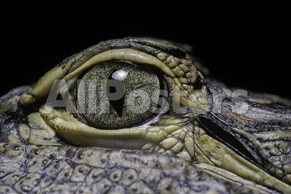 Alligator Mississippiensis American Alligator Eye Photographic