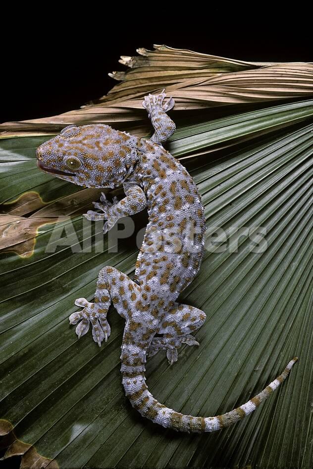 gekko gecko tokay gecko