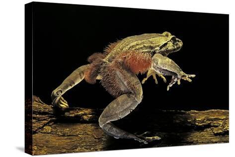 Trichobatrachus Robustus (Hairy Frog) Photographic Print by Paul