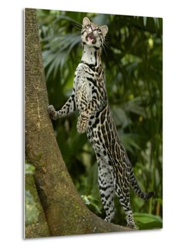 ocelot amazon rainforest