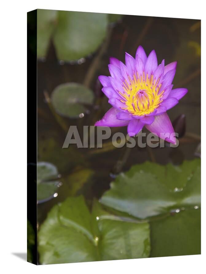 Blue Star Water Lily Blue Lotus Flower Nymphaea Stellata National Flower Of Sri Lanka Asia Photographic Print Peter Barritt Allposters Com