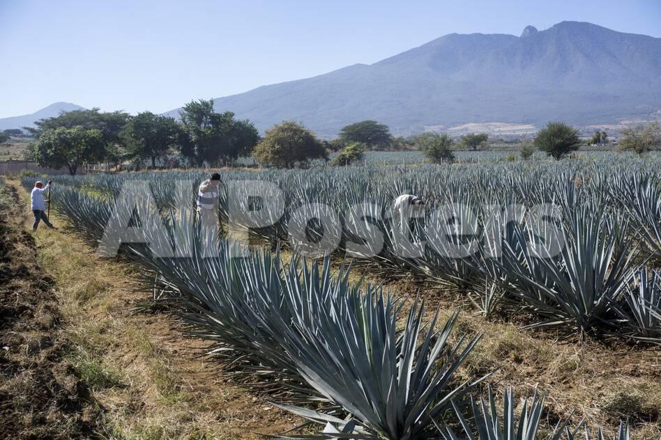 Tequila Is Made From The Blue Agave Plant In The State Of Jalisco And Mostly Around The City Of Teq Photographic Print Peter Groenendijk Allposters Com,1964 Silver Half Dollar Value