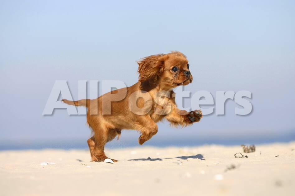 cavalier king charles spaniel puppy 14 weeks ruby running on