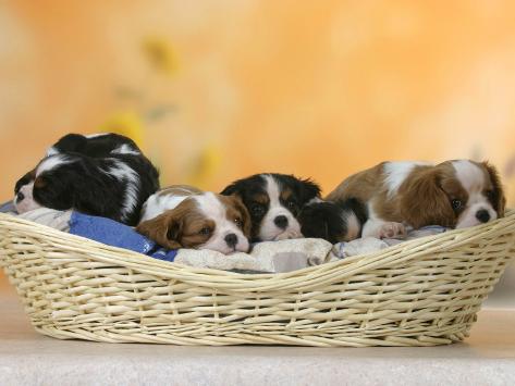 Resultado de imagen para cavalier king charles spaniel sleeping