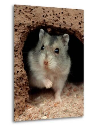 'Dwarf Hamster' Photographic Print - Petra Wegner