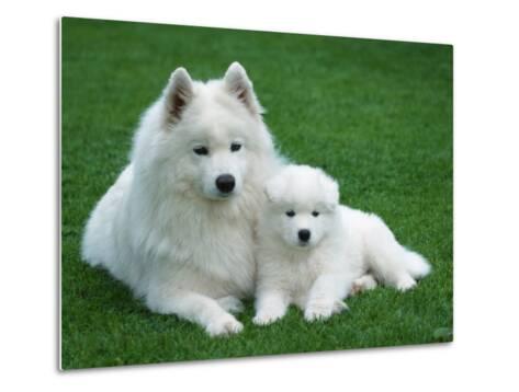 samoyed with 6 weeks old puppy photographic printpetra wegner at