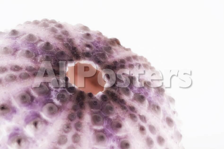 So Pure Collection Natural Purple Sea Urchin Shell Ii