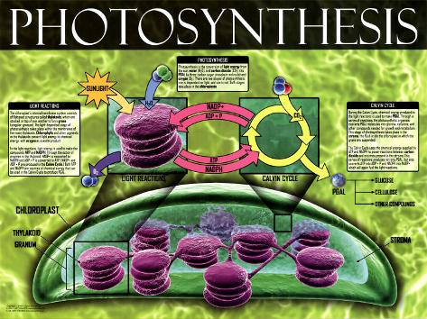 photosynthesis rap Stream photosynthesis rap by heathcottengim from desktop or your mobile device. photosynthesis rap Stream photosynthesis rap by heathcottengim from desktop or your mobile device.