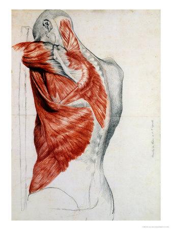 'Human Anatomy, Muscles of the Torso and Shoulder' Giclee ...