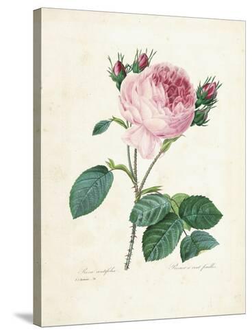 Hundred-Leaved Rose, from 'Choix Des Plus Belles Fleurs Et Des Plus ...