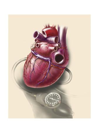 'Posterior View of Human Heart on Photo of Blood Pressure Cuff' Poster