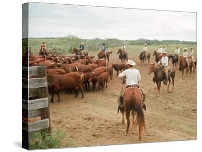 ranch king cattle texas cowboys gertrudis santa working roundup move area into richard pens south largest its ranches ranching henrietta