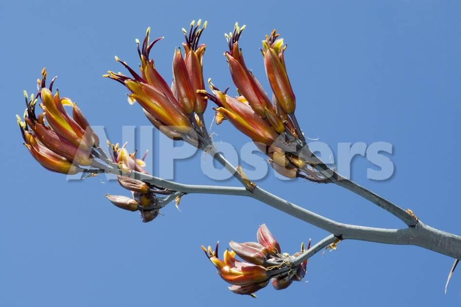 Red New Zealand Flax (Phormium Tenax) Flowering in Garden, Murton, Gower,  S.Wales, Uk