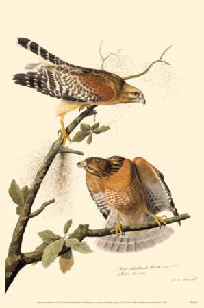 Download Red-Shouldered Hawk Masterprint at AllPosters.com