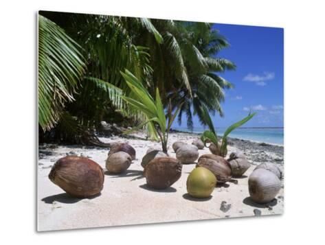 Coconut Palm Seedlings Cocos Nucifera On Tropical Beach Coconut Palm Seedlings Cocos Nucifera On Tropical Beach Seychelles Photographic Print By Reinhard At Allposters
