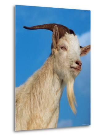 'Domestic Goat Head Portrait, Europe' Photographic Print - Reinhard