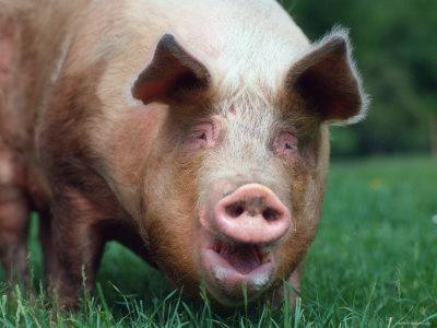 'Domestic Pig, Europe' Photographic Print - Reinhard ...