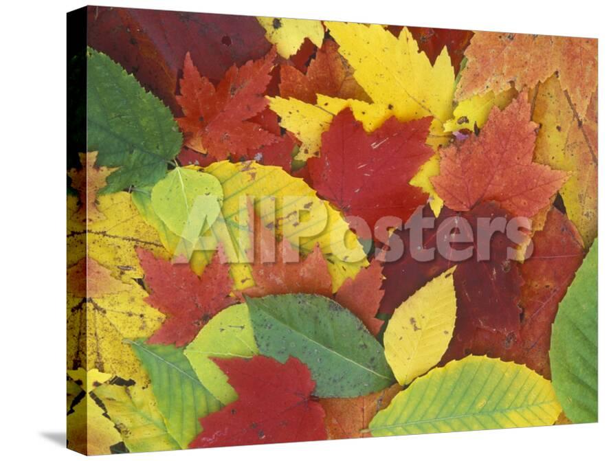Fall Color Leaves In Door County Wisconsin Photographic Print By