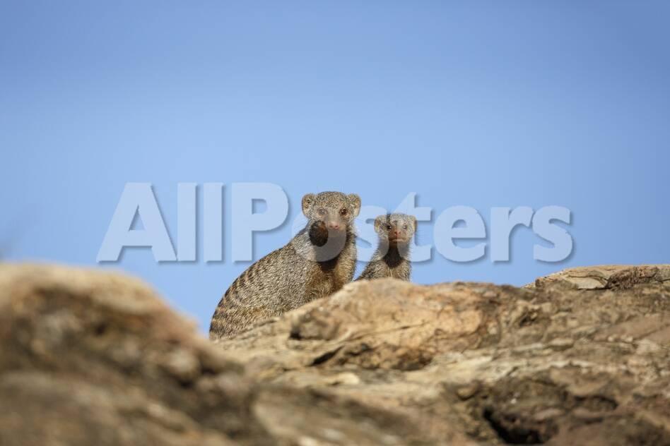 Banded Mongoose And Baby Photographic Print Richard Du Toit Allposters Com