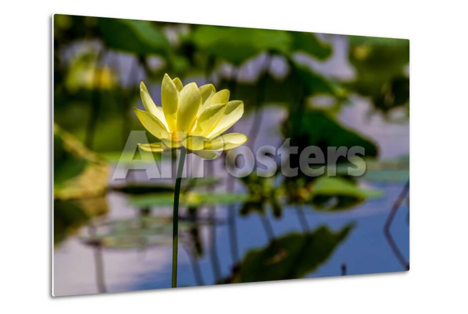 A Beautiful Blooming Yellow Lotus Water Lily Pad Flower Photographic Print Richard Mcmillin Allposters Com A Beautiful Blooming Yellow Lotus Water Lily Pad Flower Photographic Print Richard Mcmillin Allposters Com