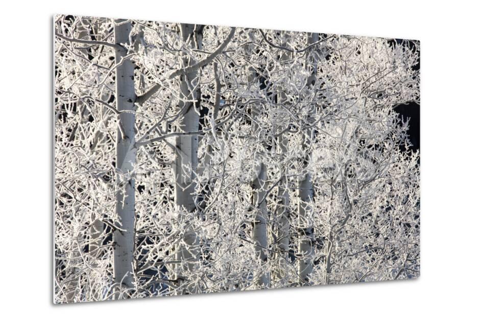 Ice Crystals Coat The Branches Of White Birch Trees Photographic Print Robbie George Allposters Com Ice Crystals Coat The Branches Of White Birch Trees Photographic Print Robbie George Allposters Com