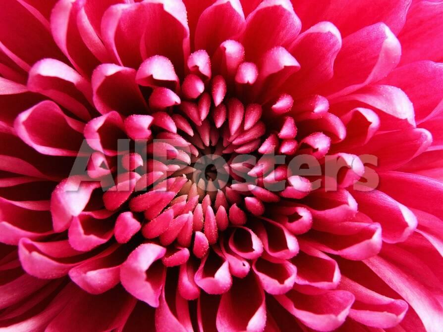 pink chrysanthemum photographic print