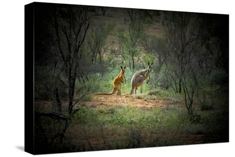 Australia New South Wales Broken Hill A Red And Grey Kangaroo Australia New South Wales Broken Hill A Red And Grey Kangaroo Photographic Print By Rona Schwarz At Allposters