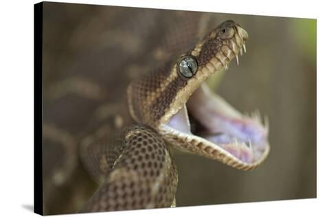 Rough Scaled Python Defensive Posture Photographic Print At