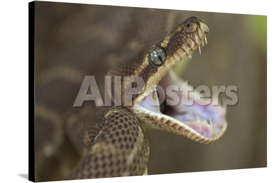 Rough Scaled Python Defensive Posture Photographic Print At