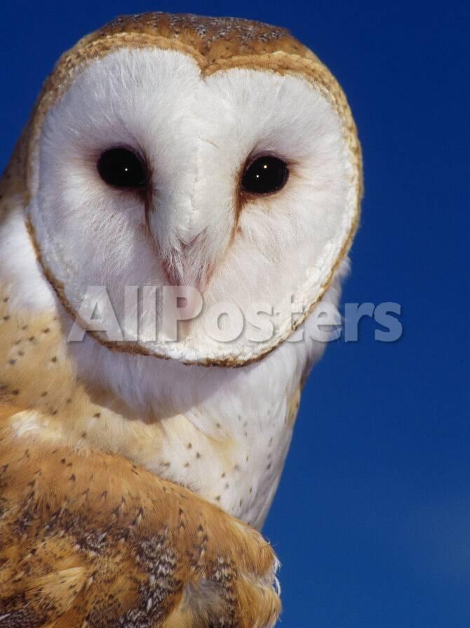 Barn Owl Photographic Print By Russell Burden At Allposters Com
