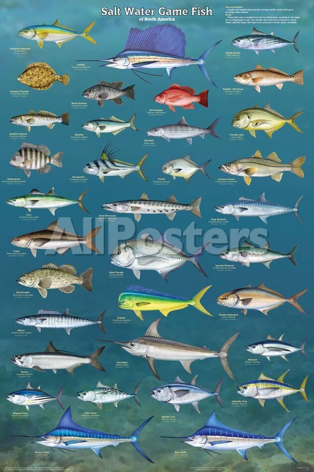 Salt Water Game Fish Posters At Allposters Com