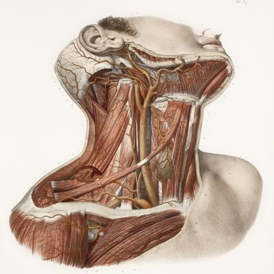 'Neck Vascular Anatomy, Historical Artwork' Photographic Print