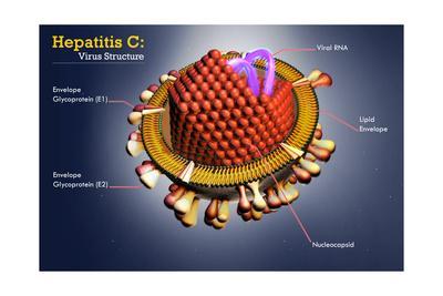 Hepatitis C Virus, Illustration Posters by Science Source 